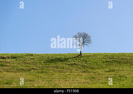 A tree without leaves is growing on a lawn Stock Photo