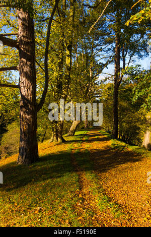A footpath  through the mature deciduous trees in the Auckland Castle Deer Park in Autumn Bishop Auckland Co Durham England UK Stock Photo
