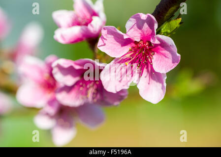 Purple blossoms of a blooming cherry tree Stock Photo