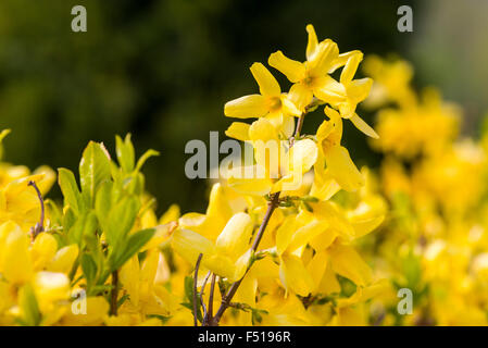 The yellow blossoms of Forsythia (Forsythia suspensa) Stock Photo