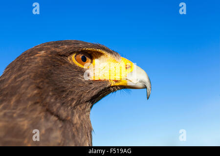 Harris Hawk, Parabuteo Unicinctus, in profile against a blue sky. Bird of prey native to the United States of American Stock Photo