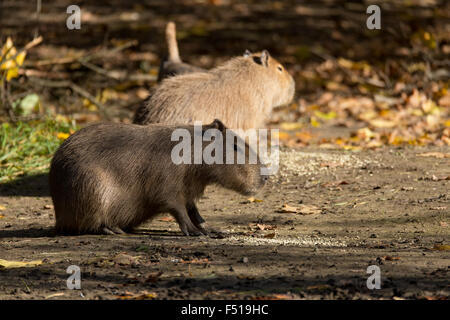 Close up photo of two Capybara, Hydrochoerus hydrochaeris, the largest rodent Stock Photo