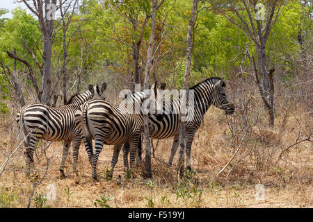 Zebra foal in african tree bush. Hwange national Park, Zimbabwe. True wildlife photography Stock Photo
