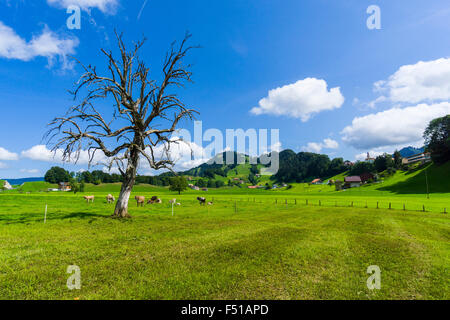 Hilly agricultural landscape with mountains, green meadows, some cows and a tree Stock Photo