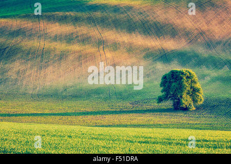 Lonely tree in olling fields Stock Photo