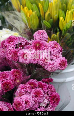 Marguerite Daisies Angelic Series Pink Delight for sale at local market Stock Photo