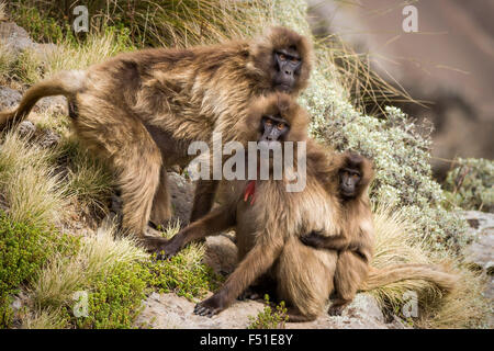 Gelada baboons, Simien Mountains National Park, Ethiopia. Stock Photo