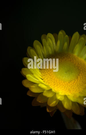 Stock Photo