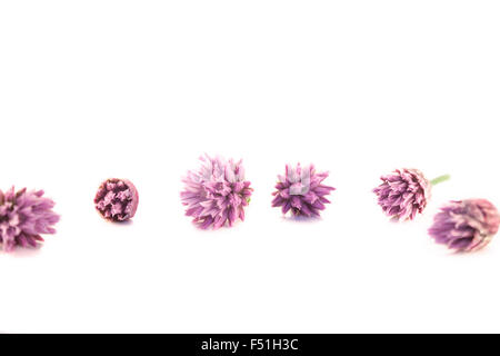 Chives flowers, allium tuberosum, isolated on white background Stock Photo