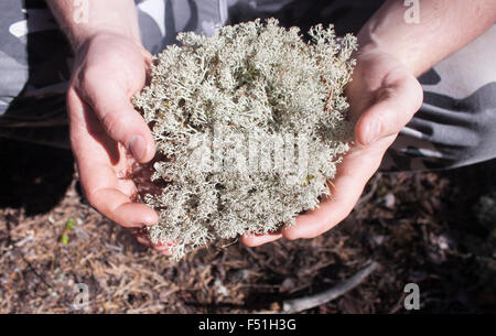 Grey lichen on a mans hands, in the forrest Stock Photo