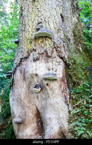 Hoof fungus (fomes fomentarius)or bracket fungus, grows on a living tree trunk. Photographed in Tirol, Austria in August Stock Photo