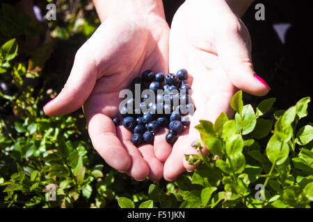 Hands full of Vaccinium myrtillus blueberry, in the forrest Stock Photo