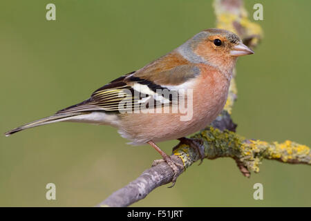 Common Chaffinch, Adult male standing on a branch, Campania, Italy (Fringilla coelebs) Stock Photo