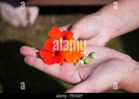 Red and yellow tropaeolum majus cress flower and seeds, on a womans hand Stock Photo