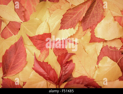 Multi-colored autumn leaves. Stock Photo