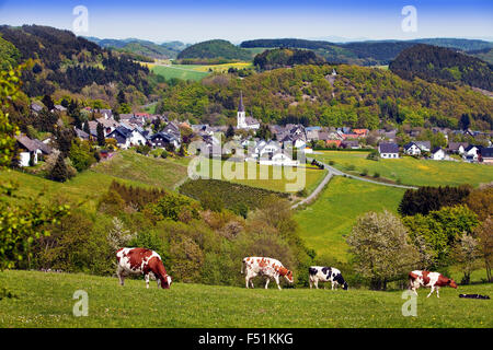 View of Düdinghausen district, city of Medebach, cows in front, Sauerland, North Rhine-Westphalia, Germany Stock Photo