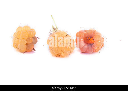 Tree yellow raspberries, Rubus idaeus, isolated on white background Stock Photo
