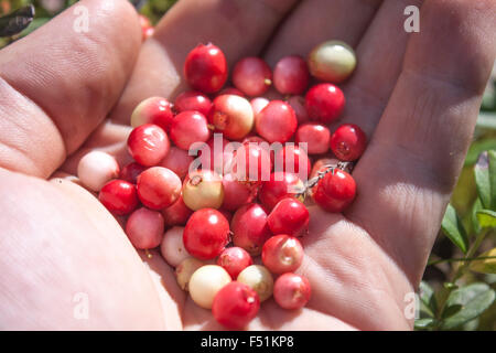 Red and white Vaccinium vitis-idaea, lingonberries on a hand Stock Photo