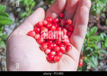 A handful of Lingonberries vaccinium vitis-idaea Stock Photo