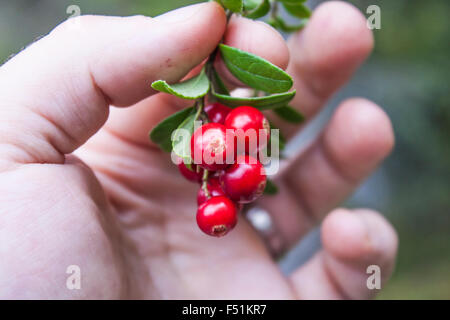 Red lingonberries, Vaccinium idaea, between a mans fingers Stock Photo