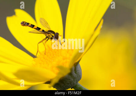 Sphaerophoria scripta, adult on yellow flower, Campania, Italy (Sphaerophoria scripta) Stock Photo
