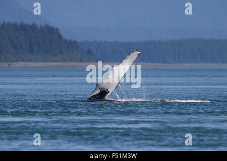 Humpback Whale pectoral fin-slapping in Alaskan waters Stock Photo