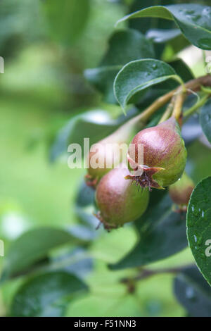 A plant of Pyrus communis, Common Pear, at a garden Stock Photo