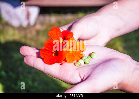 Red and yellow tropaeolum majus cress flower and seeds, on a womans hand Stock Photo