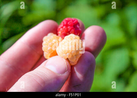 Yellow and red raspberries, on a mans hand / fingertips Stock Photo