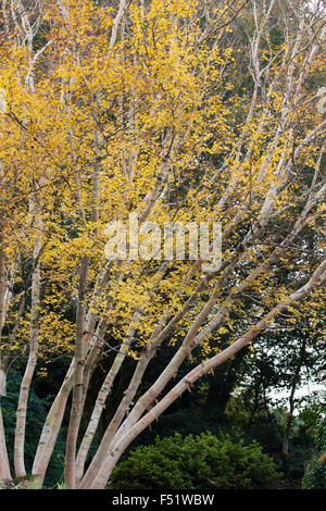 Yellow autumn foliage contrasts with the silvery bark of Betula ermanii 'Grayswood Hill' Stock Photo