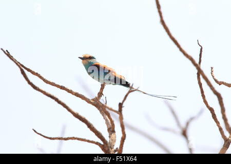 Abyssinian Roller (Coracias abyssinicus) in Ghana Stock Photo