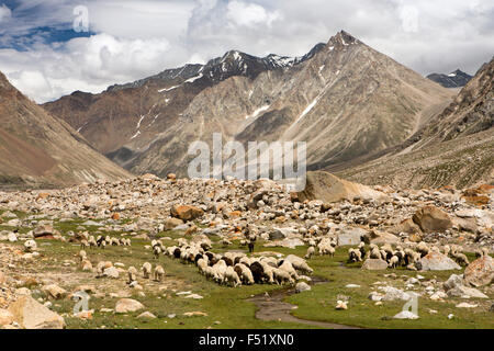 India, Himachal Pradesh, Lahaul Valley, Batal, sheep and goats grazing beside Spiti road to Kunzum La Pass Stock Photo