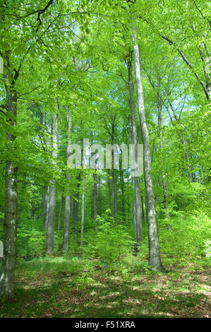 Buchenwald, Wald, Fruehjahr Stock Photo