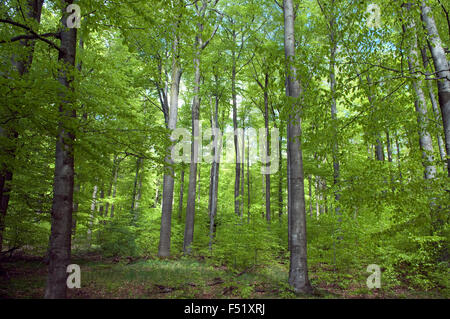 Buchenwald, Wald, Fruehjahr Stock Photo