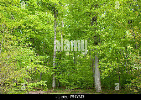 Buchenwald, Wald, Fruehjahr Stock Photo