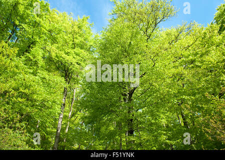 Buchenwald, Wald, Fruehjahr Stock Photo