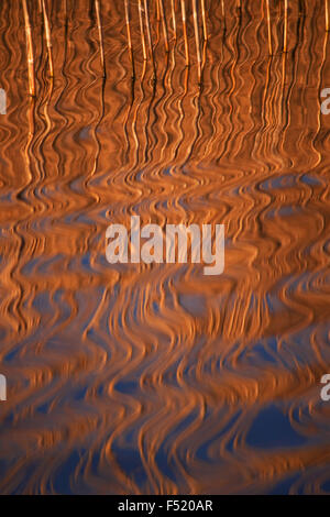Spiegelung eines Schilfgürtels im Abendlicht, Stock Photo