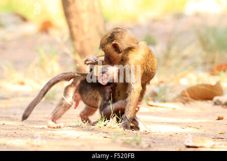 Olive Baboon (Papio anubis) in Mole National park, Ghana, West Africa Stock Photo