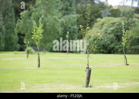 Newly planted trees Stock Photo