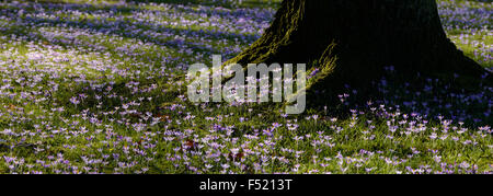 Deutschland, Nordrhein-Westfalen, Köln, Garten, Frühlings-Krokus, Crocus vernus, Wiese mit Baumstamm und Krokus, Stock Photo