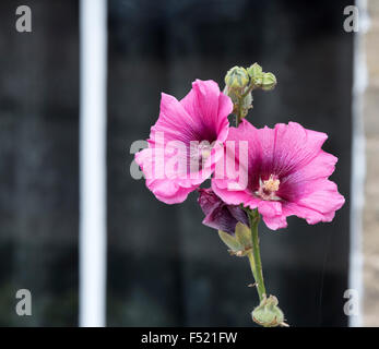 Hollyhock flower Stock Photo