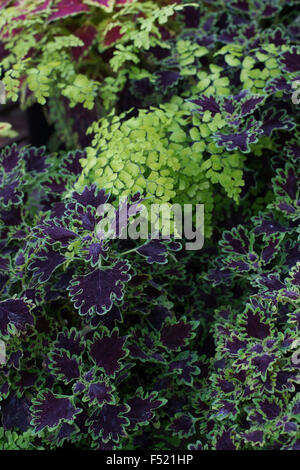 Solenostemon 'Piasca ruby' and Adiantum Capillus veneris. Coleus and Maidenhair fern leaves Stock Photo