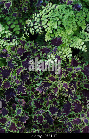 Solenostemon 'Piasca ruby' and Adiantum Capillus veneris. Coleus and Maidenhair fern leaves Stock Photo