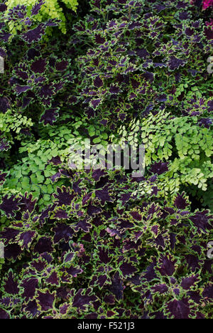 Solenostemon 'Piasca ruby' and Adiantum Capillus veneris. Coleus and Maidenhair fern leaves Stock Photo