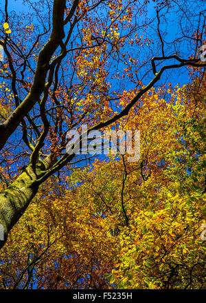 Bersford Dale, Derbyshire, UK. . Vibrant autumn colours near Hartington in the Peak District National Park Stock Photo