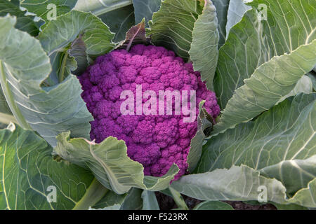 Close-up of mature Purple Cauliflower in field    'Brassica oleracea'. Stock Photo