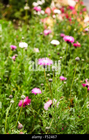 Purple pink flowers of Amberboa moschata (common name Sweet Sultan) Stock Photo