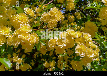 Yellow Rosa banksiae Stock Photo
