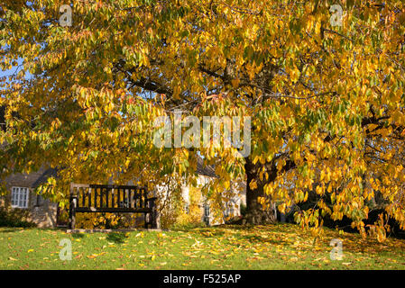 Cotswold cottages and Hornbeam tree in autumn in Broad Campden, Gloucestershire, Cotswolds, England Stock Photo