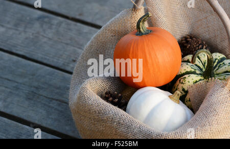 Small orange, white and green pumpkins nestled in hessian on wide wooden planks Stock Photo